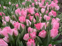 Тюльпаны к 8 марта оптом и розницу - Изображение #3, Объявление #1535623