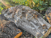 Массив капа карагача слэбы , необрезная доска ! - Изображение #1, Объявление #1543901