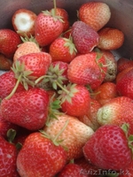 Уютный домик для летнего отдыха, тенистый сад, все для души  - Изображение #7, Объявление #1556581