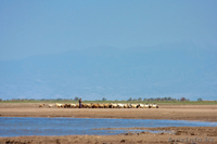 Срочно продам земельный участок и готовый бизнес под ключ! - Изображение #1, Объявление #1562102