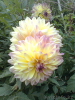 Уютный домик для летнего отдыха, тенистый сад, все для души  - Изображение #9, Объявление #1556581