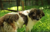 Ищет заботливых и любящих хозяев очаровательный пес Бим.  - Изображение #4, Объявление #1566232