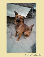 Хаген ждет своих хозяев  - Изображение #2, Объявление #1566192