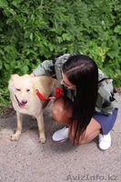 Джой отдается в добрые руки  - Изображение #2, Объявление #1566181