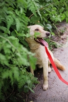 Джой отдается в добрые руки  - Изображение #3, Объявление #1566181