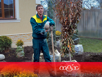 Ландшафтный дизайн, озеленение, уход за садом - Изображение #10, Объявление #1564648