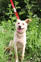 Джой отдается в добрые руки  - Изображение #4, Объявление #1566181