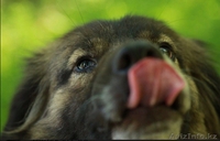 Ищет заботливых и любящих хозяев очаровательный пес Бим.  - Изображение #3, Объявление #1566232