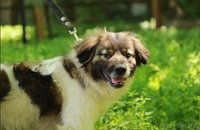 Ищет заботливых и любящих хозяев очаровательный пес Бим.  - Изображение #1, Объявление #1566232