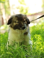 Ищет заботливых и любящих хозяев очаровательный пес Бим.  - Изображение #2, Объявление #1566232