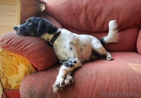 Ждет своих хозяев Вайлет - Изображение #2, Объявление #1570675