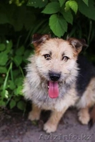 Отдаем Колючку в добрые руки - Изображение #1, Объявление #1570878