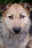 Отдаем Колючку в добрые руки - Изображение #4, Объявление #1570878