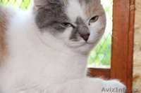 Отдаем в добрые руки Ксюшеньку. - Изображение #1, Объявление #1577676