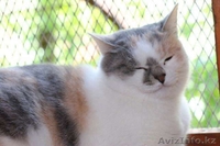 Отдаем в добрые руки Ксюшеньку. - Изображение #2, Объявление #1577676