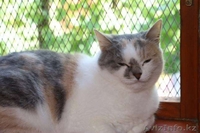 Отдаем в добрые руки Ксюшеньку. - Изображение #3, Объявление #1577676