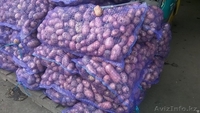 Картофель 5+ Оптом/помощь с доставкой - Изображение #1, Объявление #1580543
