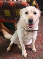 Привитые собаки из приюта "ХВОСТАТЫЙ РАЙ" - Изображение #5, Объявление #1555404