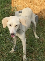 Привитые собаки из приюта "ХВОСТАТЫЙ РАЙ" - Изображение #4, Объявление #1555404