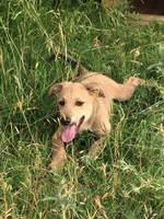 Привитые собаки из приюта "ХВОСТАТЫЙ РАЙ" - Изображение #9, Объявление #1555404