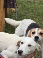 Привитые собаки из приюта "ХВОСТАТЫЙ РАЙ" - Изображение #1, Объявление #1555404