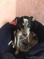 Привитые собаки из приюта "ХВОСТАТЫЙ РАЙ" - Изображение #6, Объявление #1555404