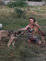 Привитые собаки из приюта "ХВОСТАТЫЙ РАЙ" - Изображение #2, Объявление #1555404