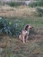 Привитые собаки из приюта "ХВОСТАТЫЙ РАЙ" - Изображение #3, Объявление #1555404