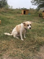 Привитые собаки из приюта "ХВОСТАТЫЙ РАЙ" - Изображение #8, Объявление #1555404