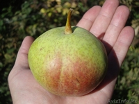 Груши крупномеры плодоносящие деревья Алматы 10000 тг. - Изображение #10, Объявление #1581652