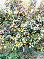 Груши крупномеры плодоносящие деревья Алматы 10000 тг. - Изображение #1, Объявление #1581652