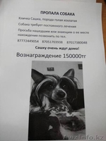 Пропал щенок вознаграждение 150000 тенге! - Изображение #3, Объявление #1585908