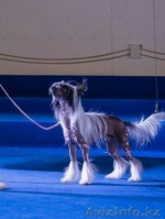 Пропал щенок вознаграждение 150000 тенге! - Изображение #1, Объявление #1585908