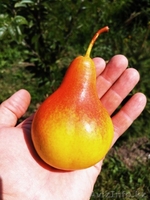 Груши крупномеры плодоносящие деревья Алматы 10000 тг. - Изображение #6, Объявление #1581652