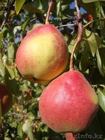 Груши крупномеры плодоносящие деревья Алматы 10000 тг. - Изображение #8, Объявление #1581652