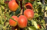 Груши крупномеры плодоносящие деревья Алматы 10000 тг. - Изображение #9, Объявление #1581652