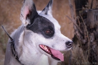 Собачка Аляска из приюта "Хвостатый Рай" - Изображение #1, Объявление #1576205