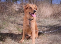 Собачка Люся из приюта Хвостатый Рай - Изображение #1, Объявление #1556867