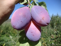 Сливы крупномеры плодоносящие деревья Алматы от 8000 тг. - Изображение #7, Объявление #775417