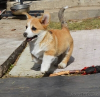 Nivas Joy - Изображение #1, Объявление #1588426