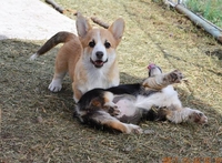 Nivas Joy - Изображение #3, Объявление #1588426