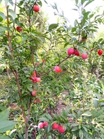 Сливы крупномеры плодоносящие деревья Алматы от 8000 тг. - Изображение #3, Объявление #775417