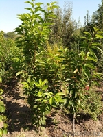 Черешни крупномеры плодоносящие деревья Алматы 8000тг. - Изображение #2, Объявление #775418