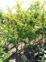 Сливы крупномеры плодоносящие деревья Алматы от 8000 тг. - Изображение #5, Объявление #775417