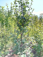 Сливы крупномеры плодоносящие деревья Алматы от 8000 тг. - Изображение #4, Объявление #775417