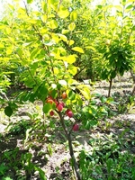 Сливы крупномеры плодоносящие деревья Алматы от 8000 тг. - Изображение #2, Объявление #775417