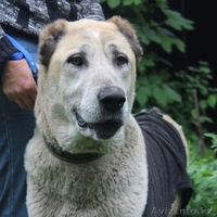 В поиске дома Тэрра .  - Изображение #1, Объявление #1586046