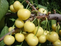 Черешни крупномеры плодоносящие деревья Алматы 8000тг. - Изображение #5, Объявление #775418