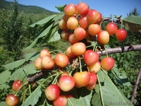 Черешни крупномеры плодоносящие деревья Алматы 8000тг. - Изображение #3, Объявление #775418