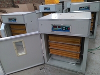 Инкубаторы 2в1 шкаф инкубационо-выводной. Гарантия - Изображение #5, Объявление #1587493